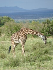 Giraffe grazing in african savanna with hills in background