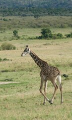 Giraffe walking on savannah grassland in maasai mara national reserve