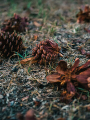 Pine cone