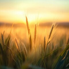 Obraz premium golden Wheat Field at Sunset