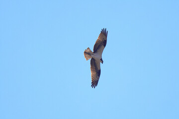 Osprey in flight against blue sky. 