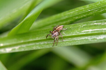 Jumping spider on a blade of grass in Cuellaje, Ecuador