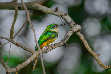 Rufus fronted Jacamar