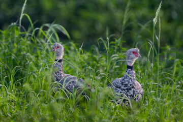 Pair of southern screamers