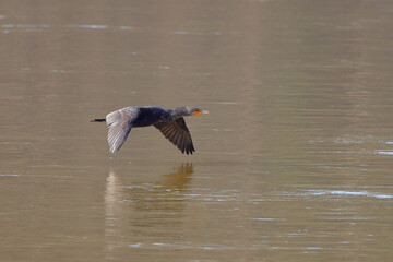 Cormorant black bird flying closely over water. 