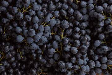 Grape harvest in the vineyard. Close-up of blue clusters of grapes collected in boxes