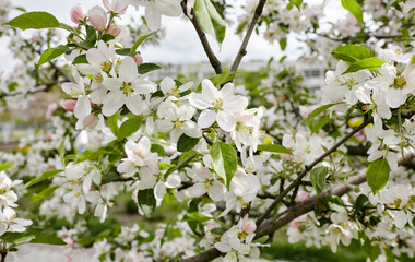 Blooming branch of a apple tree. Flowering apple tree. Soft focus image of blooms tree in spring time