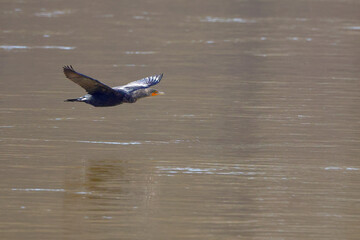Cormorant black bird flying closely over water. 