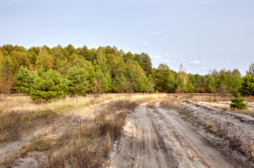Dense forest against the sky and meadows. Beautiful landscape of a row of trees and road to forest