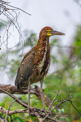 Tiger Heron