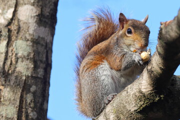 Squirrel in tree eating peanut against blue sky. 
