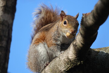 Squirrel in tree eating peanut against blue sky. 