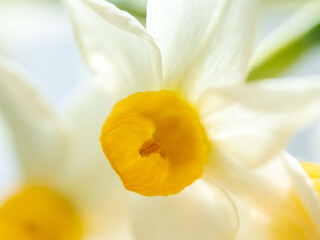 水仙の花のアップ04