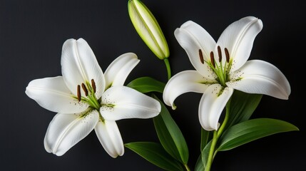 Fototapeta premium elegant white lilies on black background