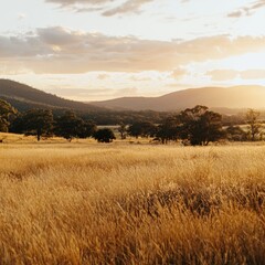 Golden sunset over a vast field of tall grass and distant mountains.