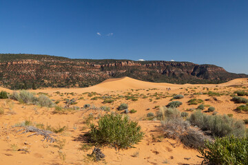 Desert sunflower patch at Coral Pink Sand Dunes state park, Utah
