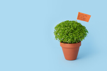 A lush green Manjerico potted plant on a blue background. Traditional decor for festival San Juan
