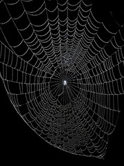 Spider web in the dark