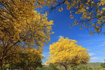 Tabebuia chrysantha or Handroanthus chrysanthus was declared the National Tree of Venezuela due to its status as an emblematic native species of extraordinary beauty.
Huai Pa Pok Resort , THAILAND