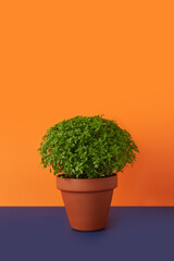 Manjerico potted plant on a blue and orange background. Traditional decor for festival San Juan