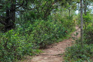 Green tropical forests in the dry season retain most of their greenery, even though rainfall decreases.