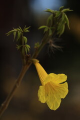 Tabebuia chrysantha or Handroanthus chrysanthus was declared the National Tree of Venezuela due to its status as an emblematic native species of extraordinary beauty.
Huai Pa Pok Resort , THAILAND