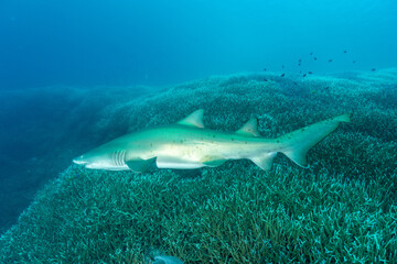 白化したエダサンゴの群生を泳ぐシロワニ　小笠原