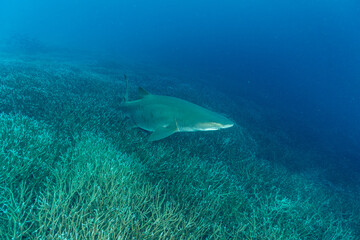 白化したエダサンゴの群生を泳ぐシロワニ　小笠原