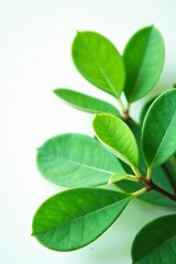 Obraz premium Close-up of vibrant green eucalyptus leaves on white background, nature, foliage, organic
