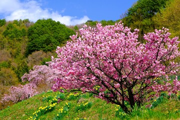 満開の桜咲く春