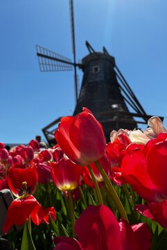 tulips and windmill