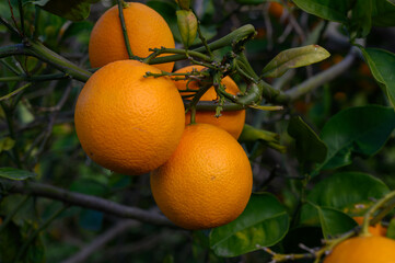 Bright citrus fruits hang from lush green branches in a sunlit grove during a warm afternoon