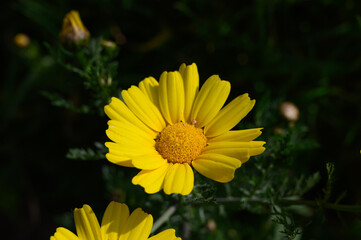 Vibrant yellow flowers bloom amidst lush green foliage in a sunny meadow during early spring