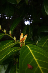 Cherry Laurel (Prunus laurocerasus)
