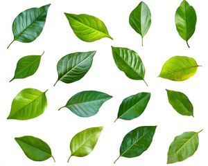 Fototapeta premium Vibrant Green Leaves Collection, Nature Photography