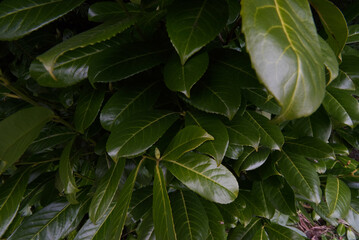 Cherry Laurel (Prunus laurocerasus)
