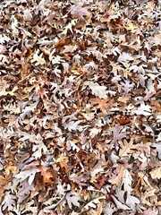 fallen leaves