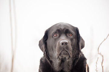 Labrador Retriever black color outdoors. Pet dog purebred portrait.