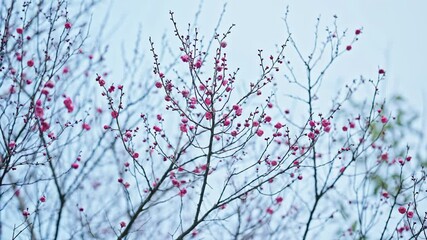 Springtime flower buds bloom amidst bare branches showcasing nature's rebirth - Powered by Adobe