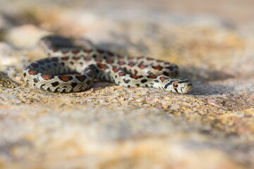 Leopard snake, or European Ratsnake, Zamenis situla, known as a Lifgha in Maltese. Found in Malta.