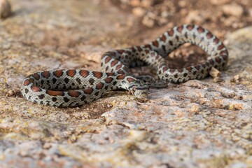 Leopard snake, or European Ratsnake, Zamenis situla, known as a Lifgha in Maltese. Found in Malta.
