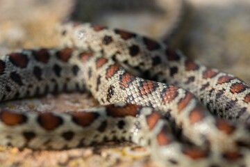 Leopard snake, or European Ratsnake, Zamenis situla, known as a Lifgha in Maltese. Found in Malta.