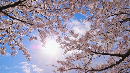 Obraz premium Blossoming cherry trees park nature bright sky scenic view