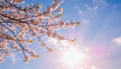 Cherry blossom blooming under bright sky in spring nature landscape
