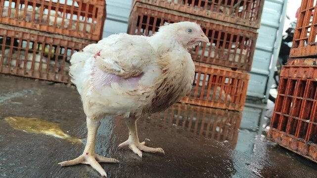 Chickens in Enclosed Farm Cage Environment