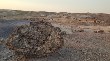 petrified forest