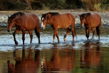 Wild Horses Crossing the River 