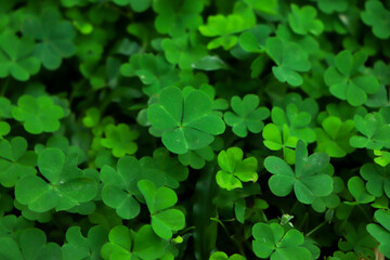 Obraz premium four leaf clover on green shamrock background