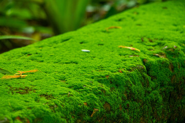 Green moss with green background