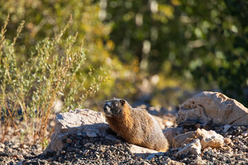 Marmot sitting in rocks in the sun